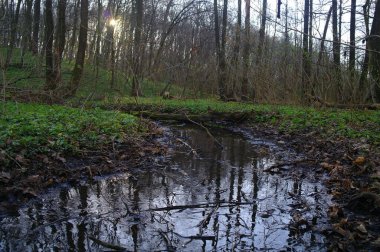 Ormanda nehri olan güzel bir manzara.