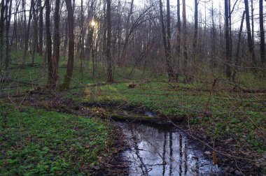 Ormanda nehri olan güzel bir manzara.