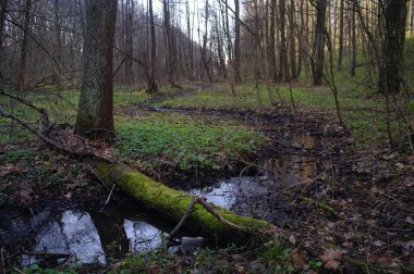 Ormanda nehri olan güzel bir manzara.