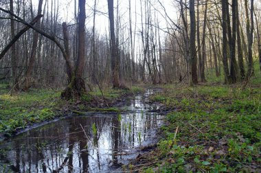Nehir ve ormanlı güzel bir manzara.