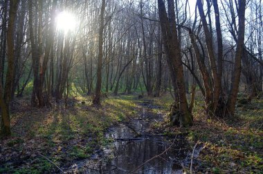 Ormanda nehri olan güzel bir manzara.