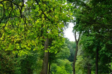Ormanda yeşil ağaçlar