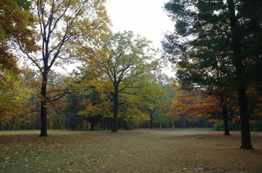Parlak ağaçlı güzel sonbahar manzarası