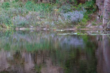 Ormandaki gölün güzel manzarası
