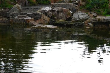 Güzel göl manzarası