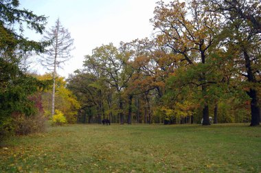 Parlak ağaçlı güzel sonbahar manzarası