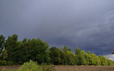 Ormanın güzel manzarası