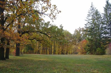 Parlak ağaçlı güzel sonbahar manzarası