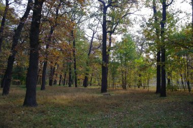Parlak ağaçlı güzel sonbahar manzarası