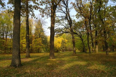Parlak ağaçlı güzel sonbahar manzarası