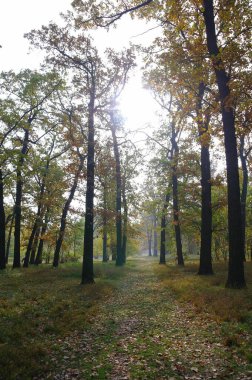 Güz ormanı manzarası güzel ağaçlar boyunca uzanan patika 