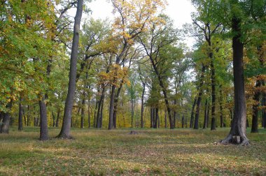Parlak ağaçlı güzel sonbahar manzarası