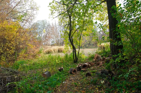 Herfst Landschap Met Prachtige Bomen Het Bos — Stockfoto