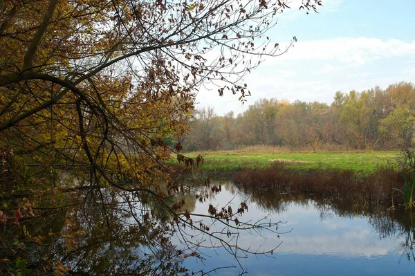 秋天的森林景观 有美丽的树木和河流 — 图库照片