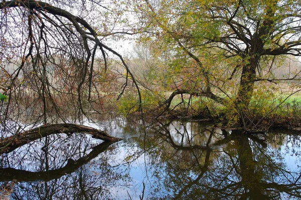 Piękny Widok Las — Zdjęcie stockowe