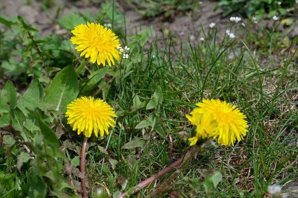 Bahçedeki Sarı Karahindiba Çiçekleri — Stok fotoğraf