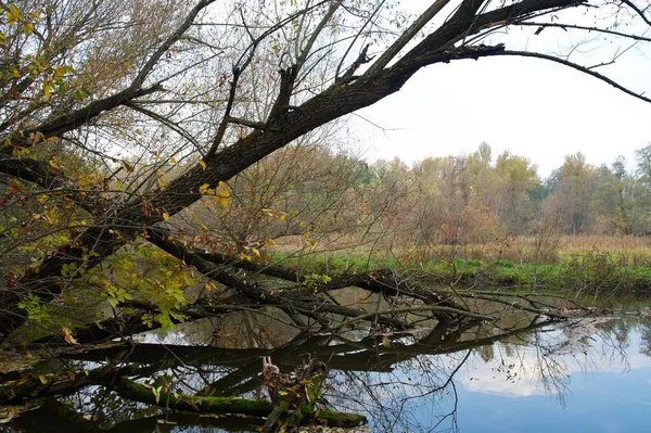 Herfst Boslandschap Met Prachtige Bomen Rivier — Stockfoto