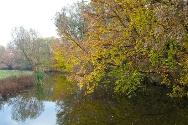 Ağaçlar ve yapraklarla dolu sonbahar manzarası