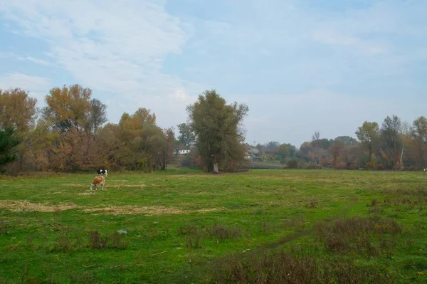 白い大きな犬を連れた野原で若い女性が — ストック写真