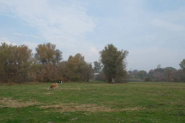 Een Prachtig Uitzicht Een Hond Het Park — Stockfoto