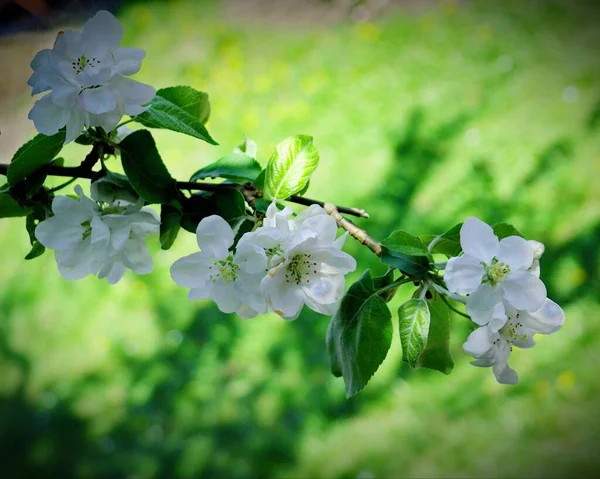 Beautiful Spring Flowers Background Green Leaves — Stock Photo, Image