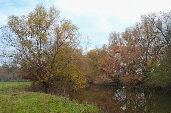 Осінній Пейзаж Деревами Зеленим Листям — стокове фото