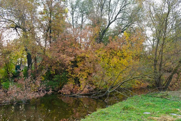 Осенний Пейзаж Деревьями Листьями — стоковое фото
