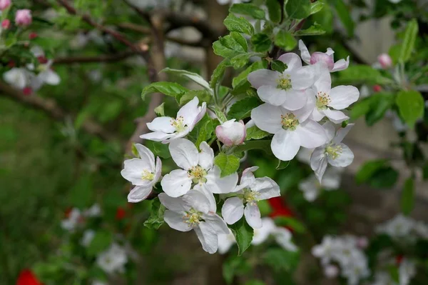 Gyönyörű Fehér Virágok Alma Tavasszal — Stock Fotó