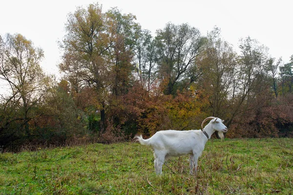 Chien Dans Forêt — Photo