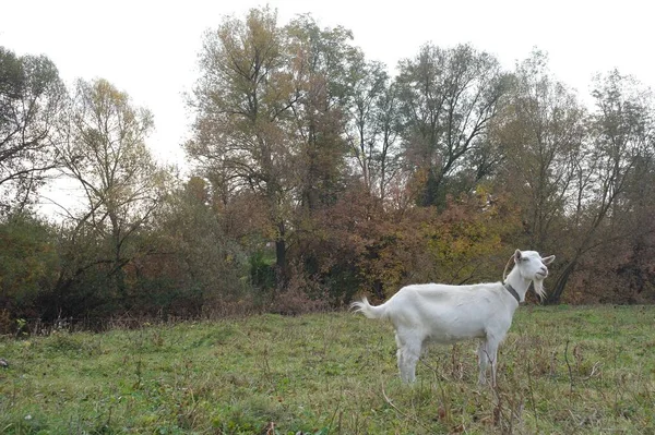 Chien Dans Forêt — Photo