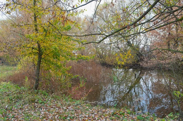 Herbstwald Mit Bäumen Und Blättern — Stockfoto