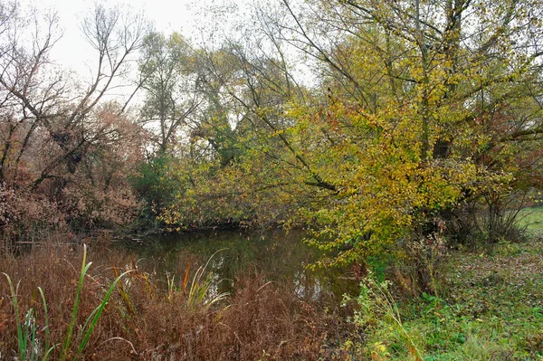 Prachtig Herfstlandschap Met Bomen Bladeren — Stockfoto