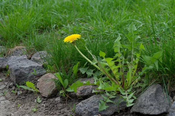 Bahçedeki Sarı Çiçekler — Stok fotoğraf