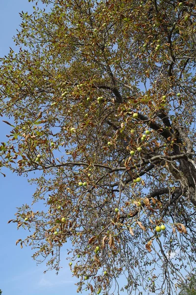 Όμορφη Θέα Του Δάσους — Φωτογραφία Αρχείου