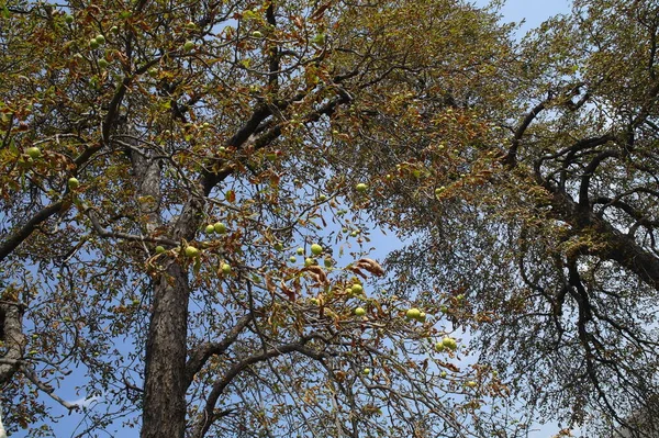 Boomtakken Het Bos — Stockfoto