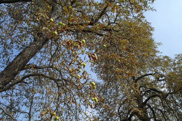 Boomtakken Het Bos — Stockfoto