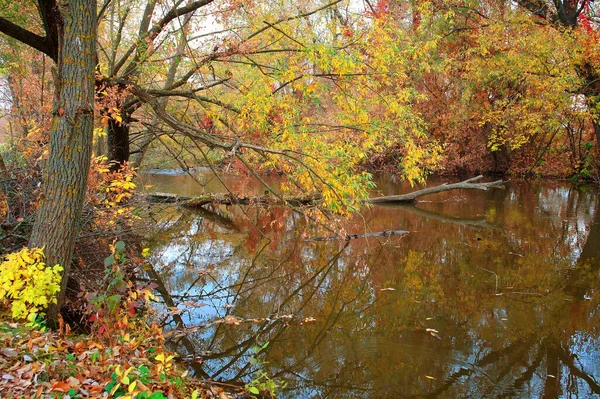 Paesaggio Autunnale Con Alberi Foglie Colorate — Foto Stock