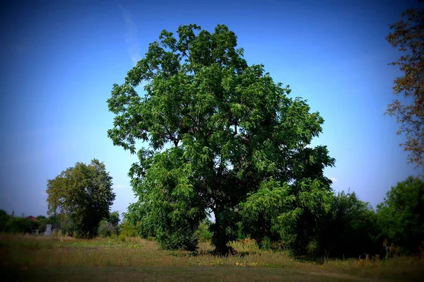 Bellissimo Paesaggio Con Albero Cielo Blu — Foto Stock