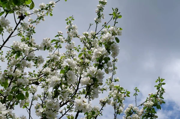 Beautiful Blooming Apple Tree Spring — Stock Photo, Image