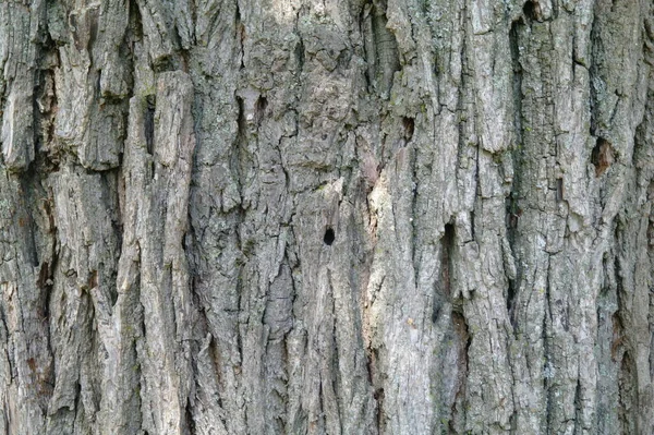 Primo Piano Una Corteccia Albero — Foto Stock