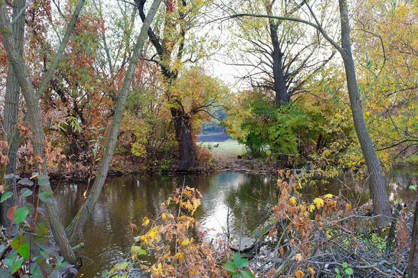 Schöne Herbstlandschaft Mit Bäumen Und Blättern — Stockfoto