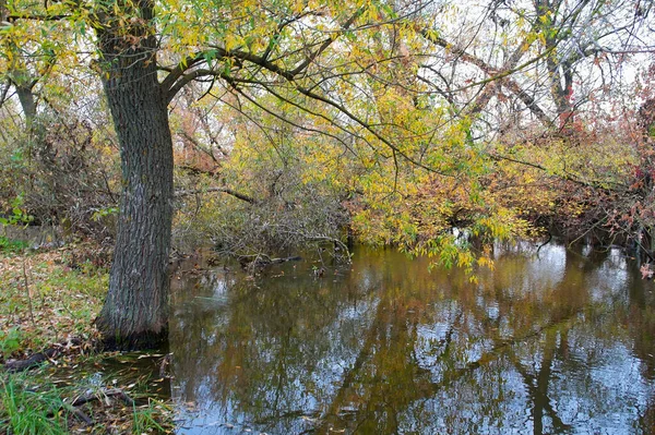 Autumn Landscape Trees Leaves — Stock Photo, Image