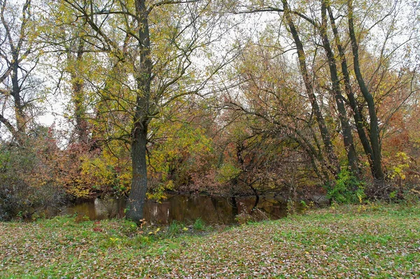 Podzimní Krajina Stromy Listy — Stock fotografie