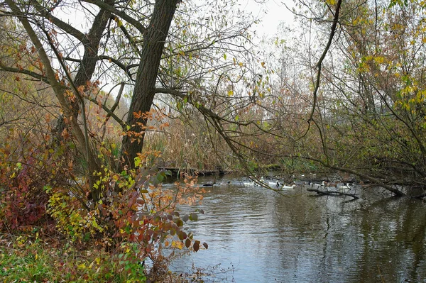Jesienny Krajobraz Drzewami Liśćmi — Zdjęcie stockowe