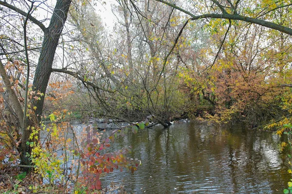 Ağaçlar ve yapraklarla dolu sonbahar manzarası