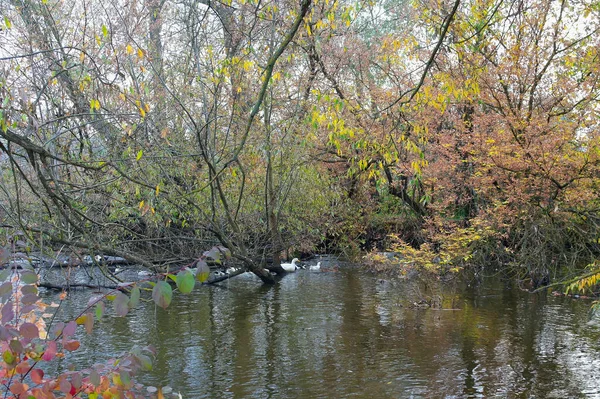 Ağaçlar ve yapraklarla dolu güzel sonbahar manzarası