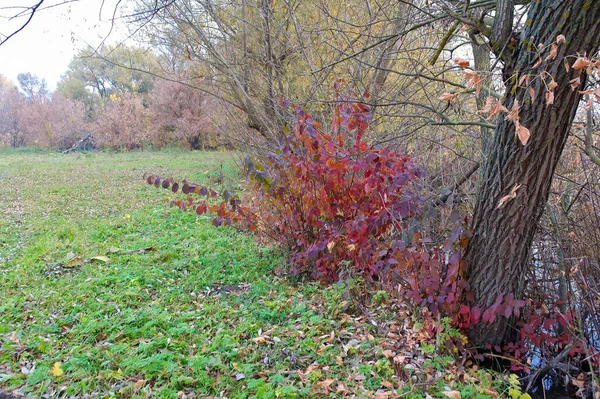 Hermoso Paisaje Otoñal Con Árboles Hojas —  Fotos de Stock