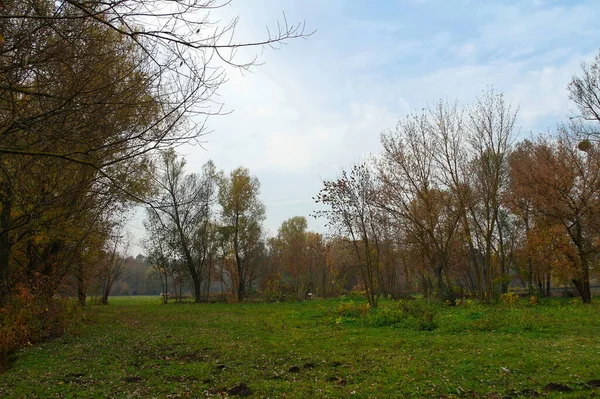 Jesienny Krajobraz Drzewami Zieloną Trawą — Zdjęcie stockowe