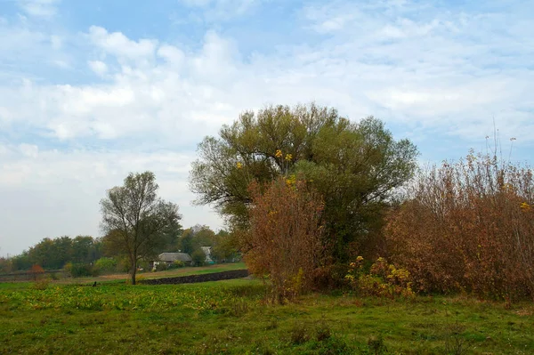 Bosque Otoño Hermoso Paisaje Natural Con Árboles Follaje Parque —  Fotos de Stock