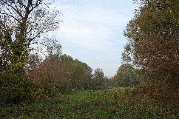 Paysage Automne Avec Arbres Feuilles Vertes — Photo